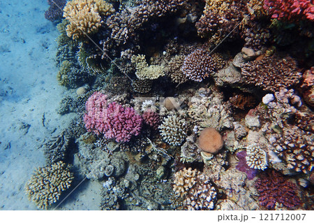coral reef in the Red Sea 121712007