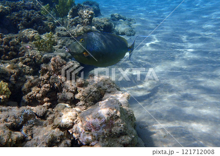 Naso unicornis fish Naso unicornis fish 121712008