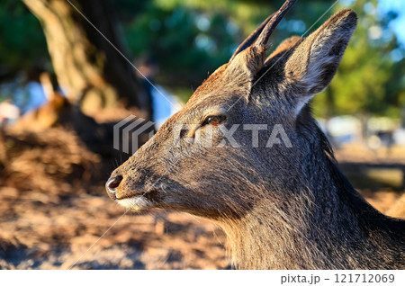 野生のニホンジカ 121712069
