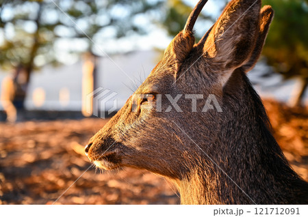 野生のニホンジカ 121712091