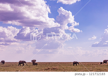 elephants family in the wild Maasai Mara National Game Reserve Park Narok County Kenya East Africa Great Rift Valley Landscapes Grasslands Savannah Wilderness Travel Documentary Explore Wild Wildlife  elephants family in the wild Maasai Mara National Game Reserve Park Narok County Kenya East Africa Great Rift Valley Landscapes Grasslands Savannah Wilderness Travel Documentary Explore Wild Wildlife  121712183