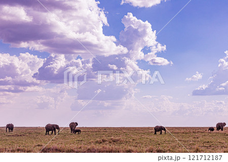 elephants family in the wild Maasai Mara National Game Reserve Park Narok County Kenya East Africa Great Rift Valley Landscapes Grasslands Savannah Wilderness Travel Documentary Explore Wild Wildlife elephants family in the wild Maasai Mara National Game Reserve Park Narok County Kenya East Africa Great Rift Valley Landscapes Grasslands Savannah Wilderness Travel Documentary Explore Wild Wildlife 121712187