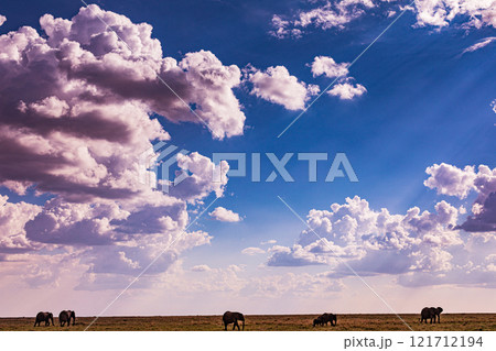 elephants family in the wild Maasai Mara National Game Reserve Park Narok County Kenya East Africa Great Rift Valley Landscapes Grasslands Savannah Wilderness Travel Documentary Explore Wild Wildlife elephants family in the wild Maasai Mara National Game Reserve Park Narok County Kenya East Africa Great Rift Valley Landscapes Grasslands Savannah Wilderness Travel Documentary Explore Wild Wildlife 121712194