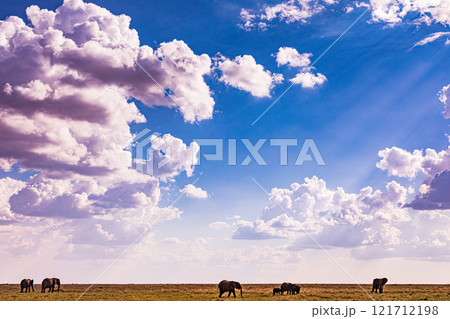 elephants family in the wild Maasai Mara National Game Reserve Park Narok County Kenya East Africa Great Rift Valley Landscapes Grasslands Savannah Wilderness Travel Documentary Explore Wild Wildlife elephants family in the wild Maasai Mara National Game Reserve Park Narok County Kenya East Africa Great Rift Valley Landscapes Grasslands Savannah Wilderness Travel Documentary Explore Wild Wildlife 121712198