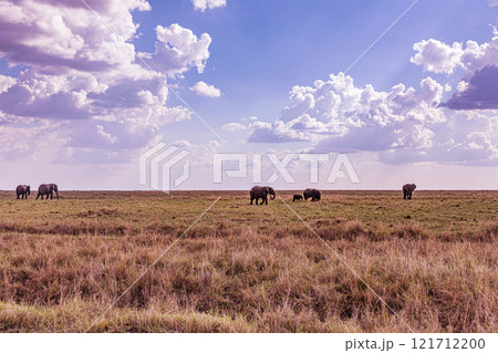 elephants family in the wild Maasai Mara National Game Reserve Park Narok County Kenya East Africa Great Rift Valley Landscapes Grasslands Savannah Wilderness Travel Documentary Explore Wild Wildlife elephants family in the wild Maasai Mara National Game Reserve Park Narok County Kenya East Africa Great Rift Valley Landscapes Grasslands Savannah Wilderness Travel Documentary Explore Wild Wildlife 121712200