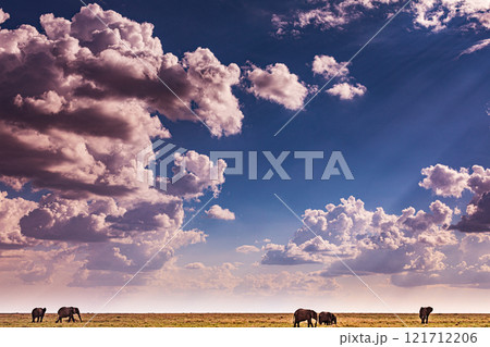 elephants family in the wild Maasai Mara National Game Reserve Park Narok County Kenya East Africa Great Rift Valley Landscapes Grasslands Savannah Wilderness Travel Documentary Explore Wild Wildlife elephants family in the wild Maasai Mara National Game Reserve Park Narok County Kenya East Africa Great Rift Valley Landscapes Grasslands Savannah Wilderness Travel Documentary Explore Wild Wildlife 121712206