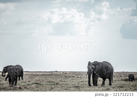 elephants family in the wild Maasai Mara National Game Reserve Park Narok County Kenya East Africa Great Rift Valley Landscapes Grasslands Savannah Wilderness Travel Documentary Explore Wild Wildlife elephants family in the wild Maasai Mara National Game Reserve Park Narok County Kenya East Africa Great Rift Valley Landscapes Grasslands Savannah Wilderness Travel Documentary Explore Wild Wildlife 121712213