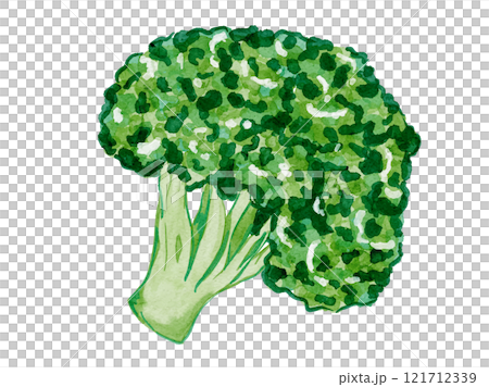 水彩風格繪製的有機和飲食減肥新鮮西蘭花的向量圖解材料 水彩風格繪製的有機和飲食減肥新鮮西蘭花的向量圖解材料 121712339