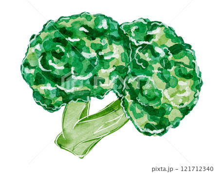 水彩風に描いたオーガニックでダイエット減量新鮮なブロッコリーのベクターイラスト素材 121712340