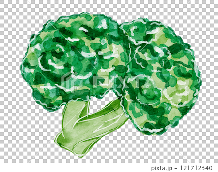 水彩風に描いたオーガニックでダイエット減量新鮮なブロッコリーのベクターイラスト素材 121712340