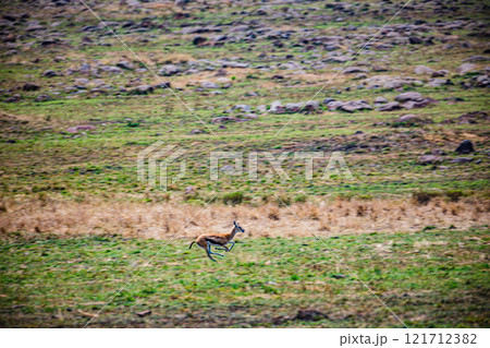 portrait of a male impala Maasai Mara National Game Reserve Park Narok County Kenya East Africa Great Rift Valley Landscapes Grasslands Savannah Wilderness Travel Documentary Explore Wild Wildlife adv portrait of a male impala Maasai Mara National Game Reserve Park Narok County Kenya East Africa Great Rift Valley Landscapes Grasslands Savannah Wilderness Travel Documentary Explore Wild Wildlife adv 121712382