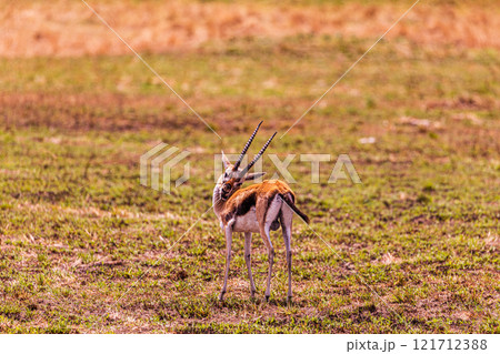 portrait of a male impala Maasai Mara National Game Reserve Park Narok County Kenya East Africa Great Rift Valley Landscapes Grasslands Savannah Wilderness Travel Documentary Explore Wild Wildlife adv 121712388