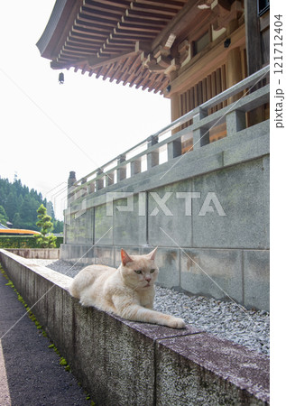 〈福井県越前市〉御誕生寺の猫 〈福井県越前市〉御誕生寺の猫 121712404