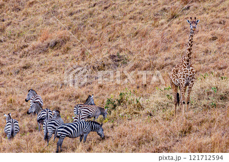 zebra in african savanna Maasai Mara National Game Reserve Park Narok County Kenya East Africa Great Rift Valley Landscapes Grasslands Savannah Wilderness Travel Documentary Explore Wild Wildlife adve zebra in african savanna Maasai Mara National Game Reserve Park Narok County Kenya East Africa Great Rift Valley Landscapes Grasslands Savannah Wilderness Travel Documentary Explore Wild Wildlife adve 121712594