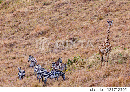zebra in african savanna Maasai Mara National Game Reserve Park Narok County Kenya East Africa Great Rift Valley Landscapes Grasslands Savannah Wilderness Travel Documentary Explore Wild Wildlife adve 121712595