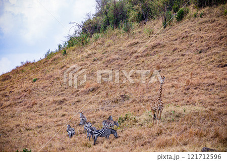 zebra in african savanna Maasai Mara National Game Reserve Park Narok County Kenya East Africa Great Rift Valley Landscapes Grasslands Savannah Wilderness Travel Documentary Explore Wild Wildlife adve zebra in african savanna Maasai Mara National Game Reserve Park Narok County Kenya East Africa Great Rift Valley Landscapes Grasslands Savannah Wilderness Travel Documentary Explore Wild Wildlife adve 121712596