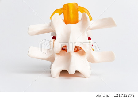 Anatomical Model of a Human Vertebra With Intervertebral Disc 121712878