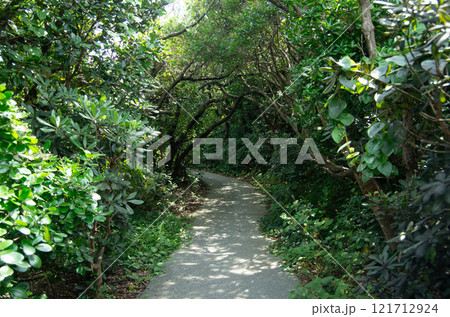 〈高知県室戸市〉室戸岬のウバメガシのトンネル 〈高知県室戸市〉室戸岬のウバメガシのトンネル 121712924