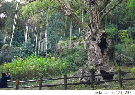武雄神社（武雄の大楠）／佐賀県 武雄市 121713232