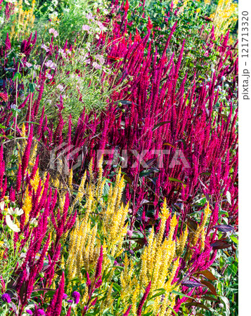 カラフルで楽しい満開の秋の花壇 カラフルで楽しい満開の秋の花壇 121713320