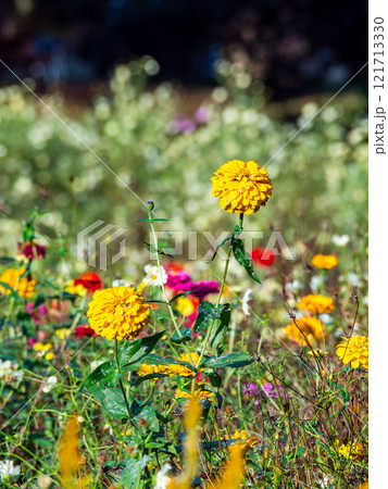 カラフルで楽しい満開の秋の花壇 カラフルで楽しい満開の秋の花壇 121713330