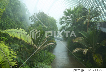 Lush greenery flourishing in the cloud forest at gardens by the bay, singapore Lush greenery flourishing in the cloud forest at gardens by the bay, singapore 121713389
