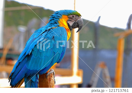伊豆アニマルキングダム／インコ 121713761