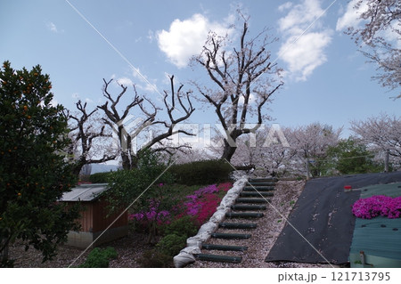 神奈川県立三川公園ふれあい広場 鳩川沿いの桜と芝桜 神奈川県立三川公園ふれあい広場 鳩川沿いの桜と芝桜 121713795