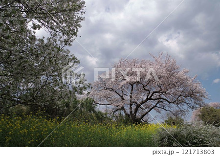 県立三川公園南側鳩川沿いの遊歩道の桜と菜の花 121713803
