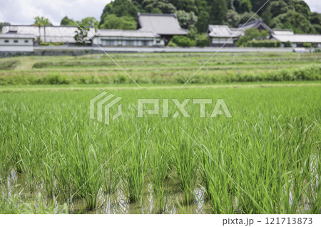 若い緑の田んぼ、夏の農村 121713873