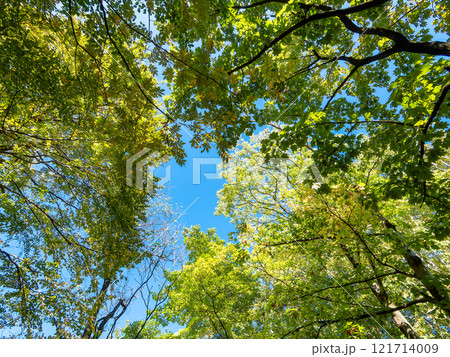 初秋の木漏れ日に映える美しい森の景色 121714009