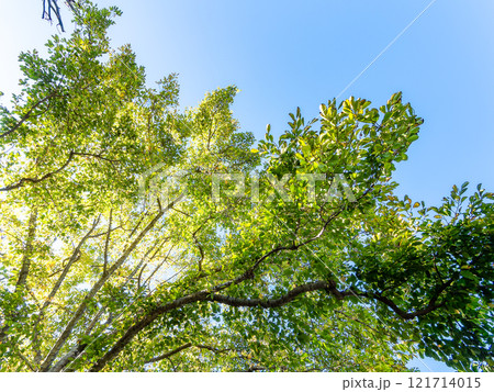 初秋の木漏れ日に映える美しい森の景色 初秋の木漏れ日に映える美しい森の景色 121714015