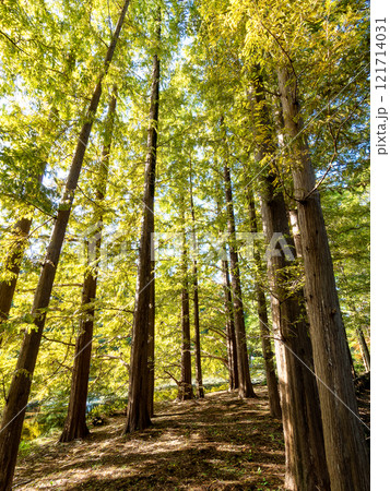 初秋の木漏れ日に映える美しい森の景色 初秋の木漏れ日に映える美しい森の景色 121714031