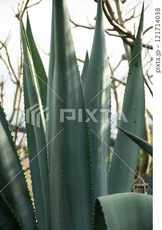 〈高知県室戸市〉数十年に一度花が咲くリュウゼツランの葉 121714038