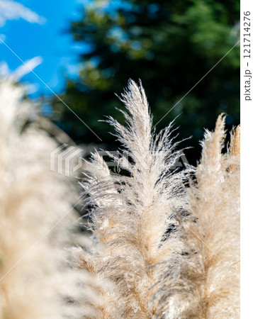 秋晴れに映えるパンパスグラスの美しく輝く花穂 121714276