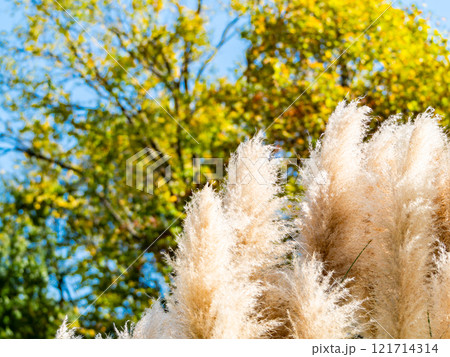 秋晴れに映えるパンパスグラスの美しく輝く花穂 121714314