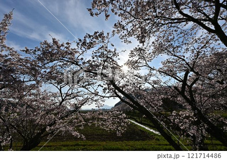 春の丹波篠山 121714486