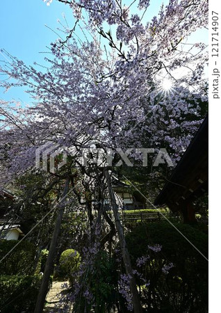 春の丹波篠山 121714907