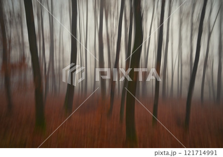 Trees in the forest with fog. Blurred - photographed with movement as art. Concept for landscape with winter nature. Cold weather with fog in winter time. 121714991
