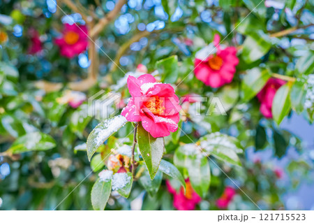 降雪で雪が付いたサザンカの花 121715523