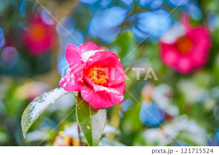 降雪で雪が付いたサザンカの花 121715524