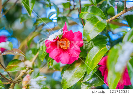 降雪で雪が付いたサザンカの花 121715525