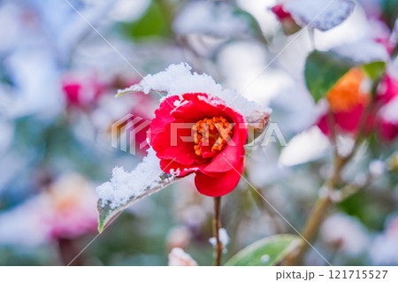 降雪で雪が付いたサザンカの花 降雪で雪が付いたサザンカの花 121715527