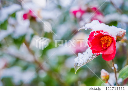 降雪で雪が付いたサザンカの花 降雪で雪が付いたサザンカの花 121715531