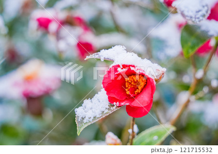 降雪で雪が付いたサザンカの花 降雪で雪が付いたサザンカの花 121715532
