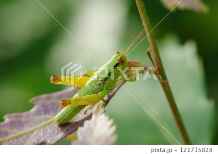 ミカドフキバッタの幼虫 121715828