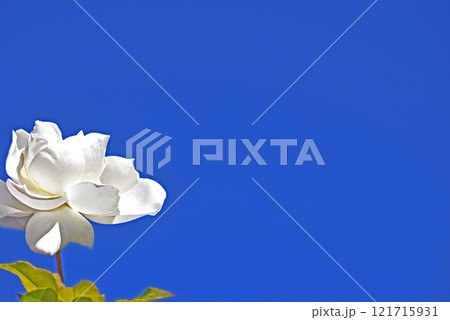 冬の白バラ 121715931