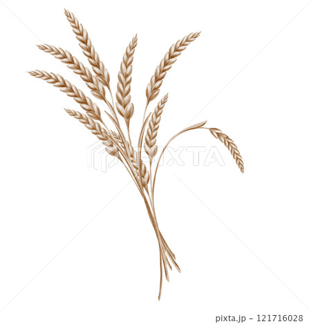 Grains of wheat in spikelets of yellow color as a symbol of harvest festival, bread and prosperity. The watercolor illustration is hand-painted on a transparent background 121716028