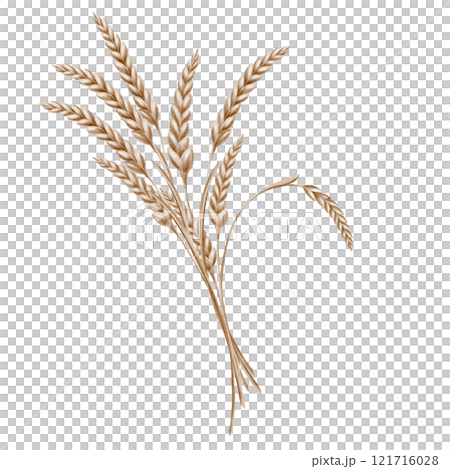 Grains of wheat in spikelets of yellow color as a symbol of harvest festival, bread and prosperity. The watercolor illustration is hand-painted on a transparent background 121716028