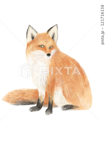 綺麗なキツネ　色鉛筆画 狐 キツネ きつね -2［手書き］原画 メイン画材 パステル 色鉛筆の通販